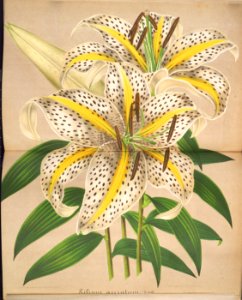 Lilium auratum - 1862. Free illustration for personal and commercial use.