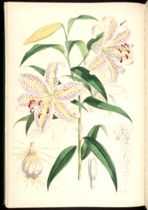 Lilium auratum - Mountain Lily, Goldband Lily - 1880. Free illustration for personal and commercial use.
