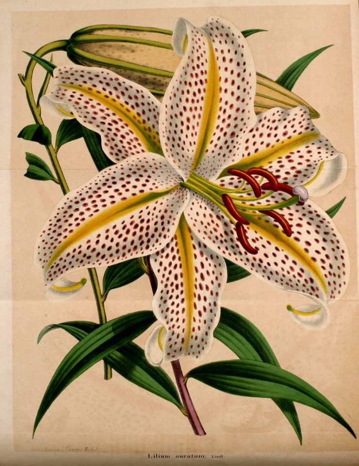 Lilium auratum - Mountain Lily, Goldband Lily - circa