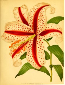 Lilium auratum var. cruentum - Mountain Lily, Goldband Lily - 1879
