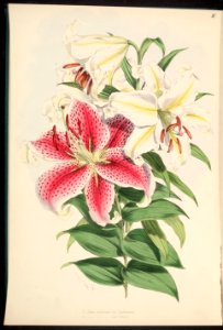 Lilium auratum var. parkmanni - Mountain Lily, Goldband Lily - 1880. Free illustration for personal and commercial use.