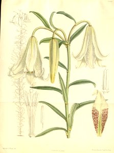 Lilium bakerianum - 1892. Free illustration for personal and commercial use.