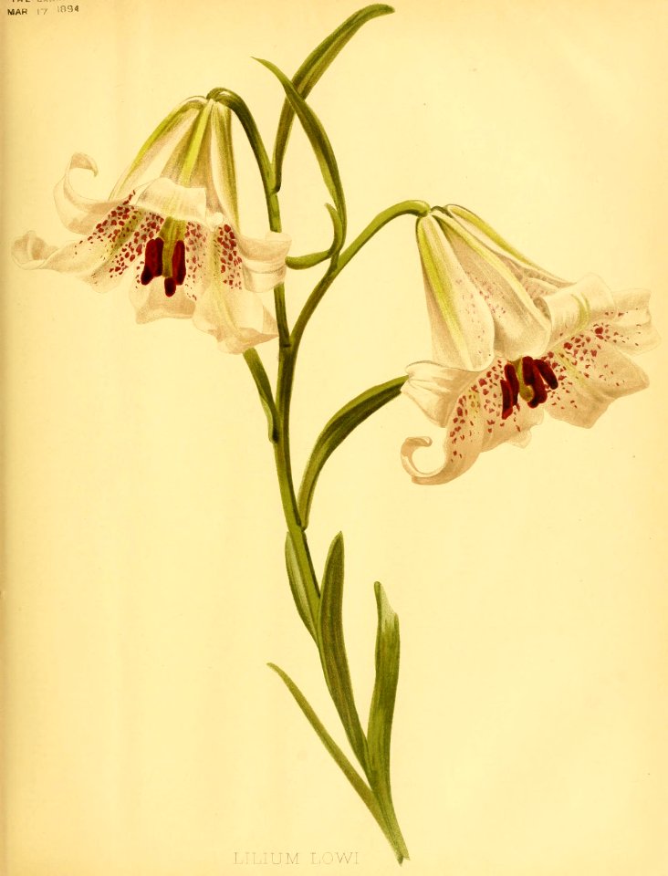 Lilium bakerianum - 1894