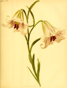 Lilium bakerianum - 1894. Free illustration for personal and commercial use.