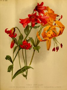 Lilium bolanderi - 1890. Free illustration for personal and commercial use.