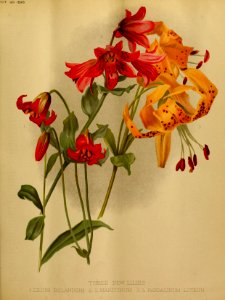 Lilium bolanderi  - 1890