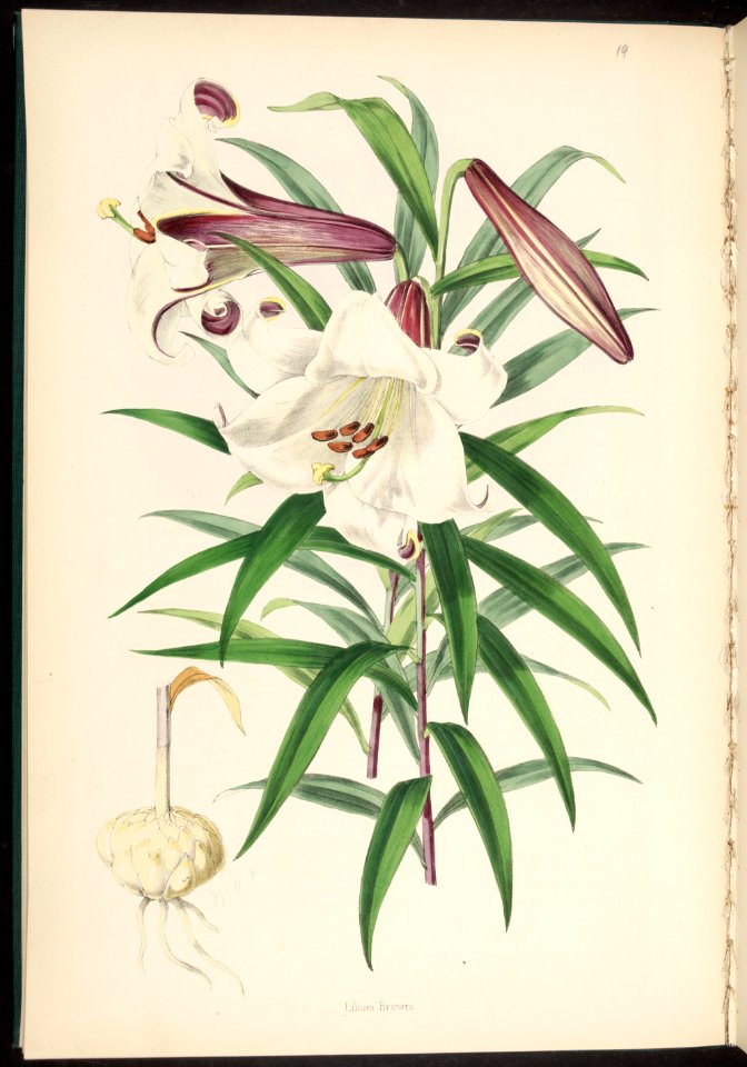 Lilium brownii -  1880 87