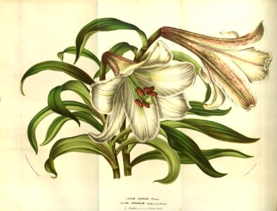 Lilium brownii - 1853. Free illustration for personal and commercial use.