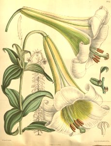 Lilium brownii - 1900. Free illustration for personal and commercial use.
