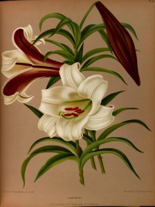 Lilium brownii - circa 1881. Free illustration for personal and commercial use.