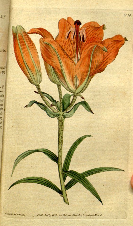 Lilium bulbiferum - 1787
