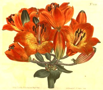 Lilium bulbiferum var. umbellatum - 1807. Free illustration for personal and commercial use.