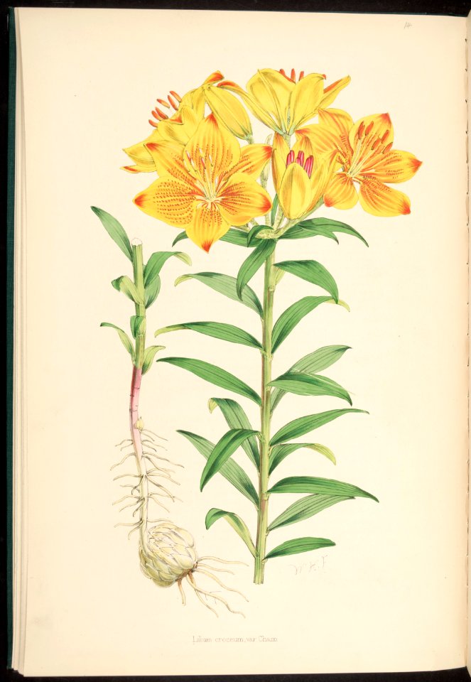 Lilium bulbiferum var. chaixi - 1880