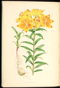 Lilium bulbiferum var. chaixi - 1880. Free illustration for personal and commercial use.