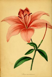 Lilium bulbiferum - 1839. Free illustration for personal and commercial use.