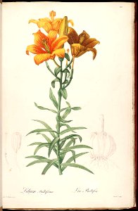 Lilium bulbiferum - 1816 89. Free illustration for personal and commercial use.