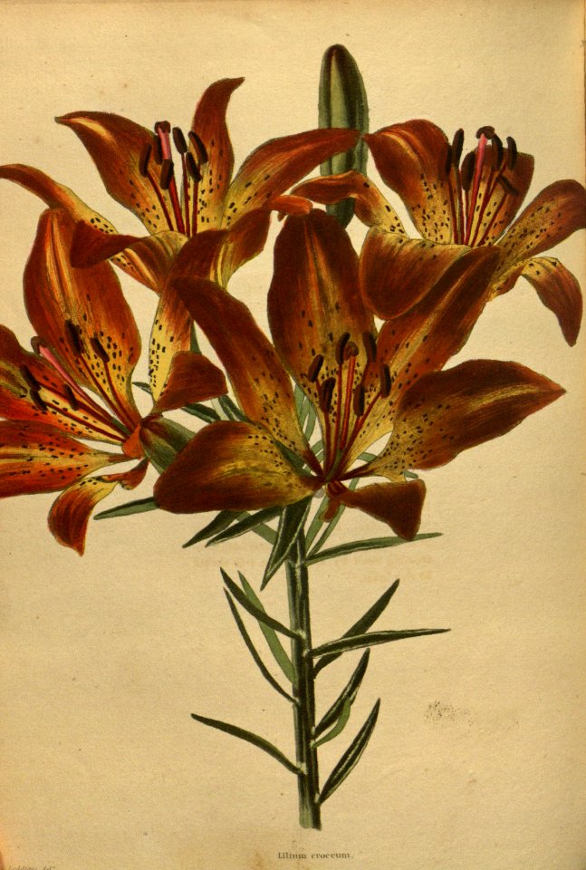 Lilium bulbiferum - 1827