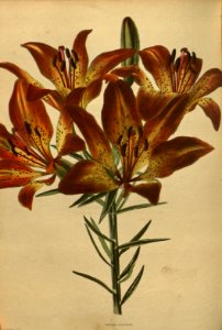 Lilium bulbiferum - 1827. Free illustration for personal and commercial use.