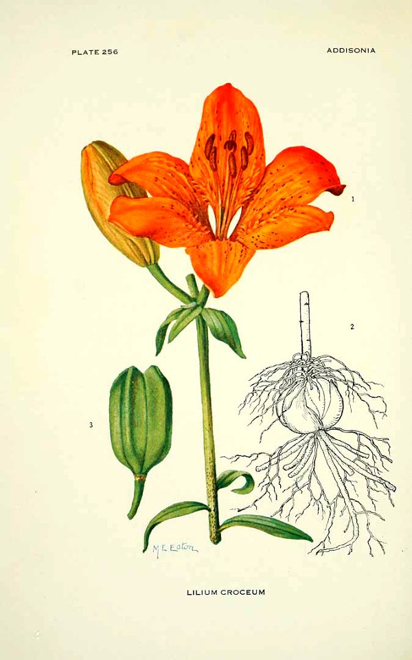 Lilium bulbiferum -  1922 we