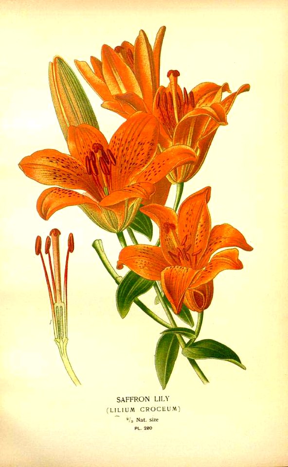 Orange lily, Saffron lily. Lilium bulbiferum [as Lilium croceum]