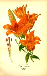 Orange lily, Saffron lily. Lilium bulbiferum [as Lilium croceum]. Free illustration for personal and commercial use.