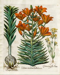 Lilium bulbiferum -  1640