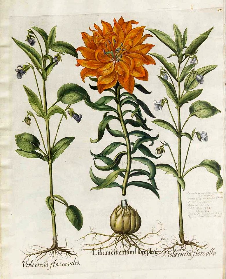 Orange lily, fire lily. Lilium bulbiferum [as Lilium cruentum flore pleno]