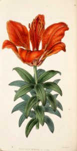 Lilium bulbiferum - 1846. Free illustration for personal and commercial use.