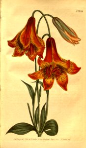 Canada Lily - Lilium canadense - 1805. Free illustration for personal and commercial use.