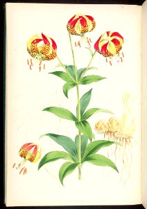 Lilium californicum - 1880. Free illustration for personal and commercial use.