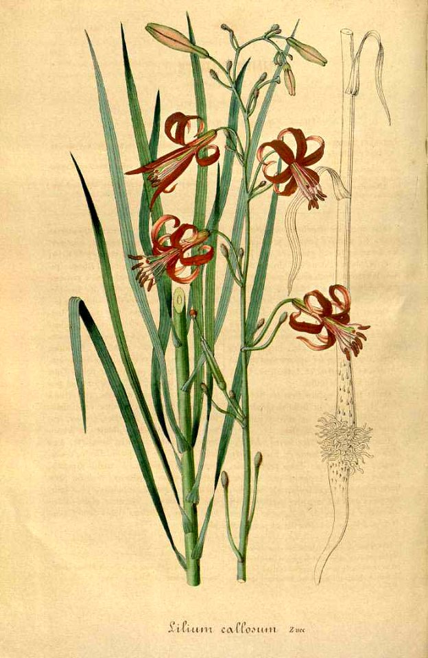 Lilium callosum - 1847