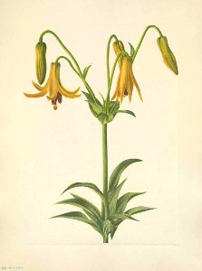 Canada Lily - Lilium canadense var. parvum - 1927