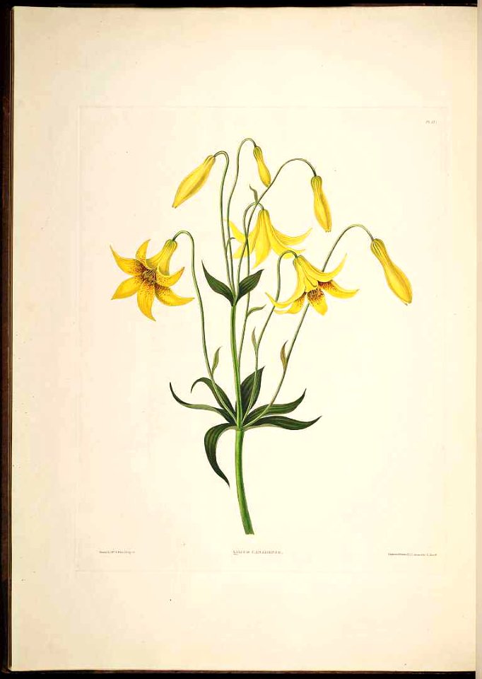 Canada Lily - Lilium canadense var. parvum -  1831