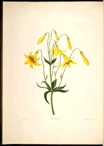 Canada Lily - Lilium canadense var. parvum -  1831