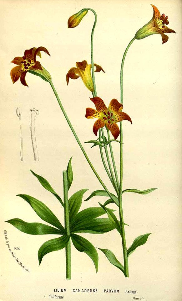 Canada Lily - Lilium canadense var. parvum - 1845