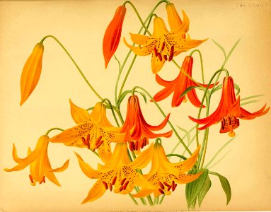Canada Lily - Lilium canadense - 1886