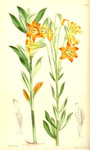 Canada Lily - Lilium canadense var. parvum - 1875