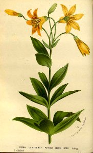 Canada Lily - Lilium canadense - 1845
