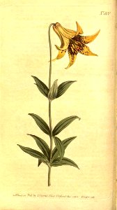 Canada Lily - Lilium canadense -   1805