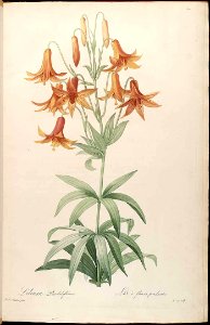 Canada Lily - Lilium canadense - 1816. Free illustration for personal and commercial use.