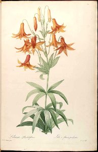 Canada Lily - Lilium canadense - 1816