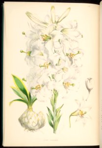 Madonna Lily - Lilium candidum - 1880 pinned to flowers only. Free illustration for personal and commercial use.