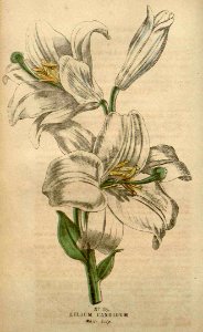 Madonna Lily - Lilium candidum - 1845 fg. Free illustration for personal and commercial use.