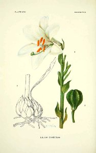 Madonna Lily - Lilium candidum - 1922. Free illustration for personal and commercial use.
