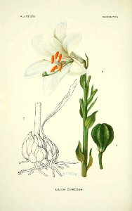Madonna Lily - Lilium candidum -  1922