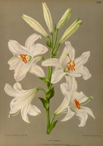 Madonna Lily - Lilium candidum - circa 1881. Free illustration for personal and commercial use.