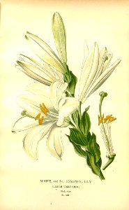 Madonna Lily - Lilium candidum - 1897. Free illustration for personal and commercial use.