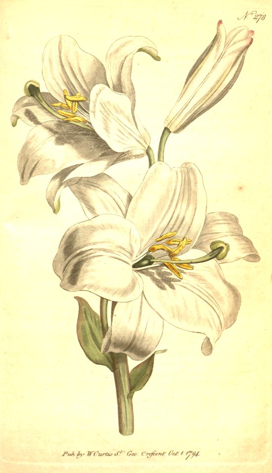 Madonna Lily - Lilium candidum - 1794 - Free Stock Illustrations ...