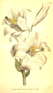 Madonna Lily - Lilium candidum - 1794