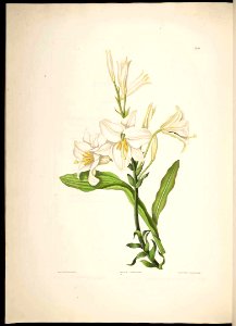 Madonna Lily - Lilium candidum - 1831. Free illustration for personal and commercial use.